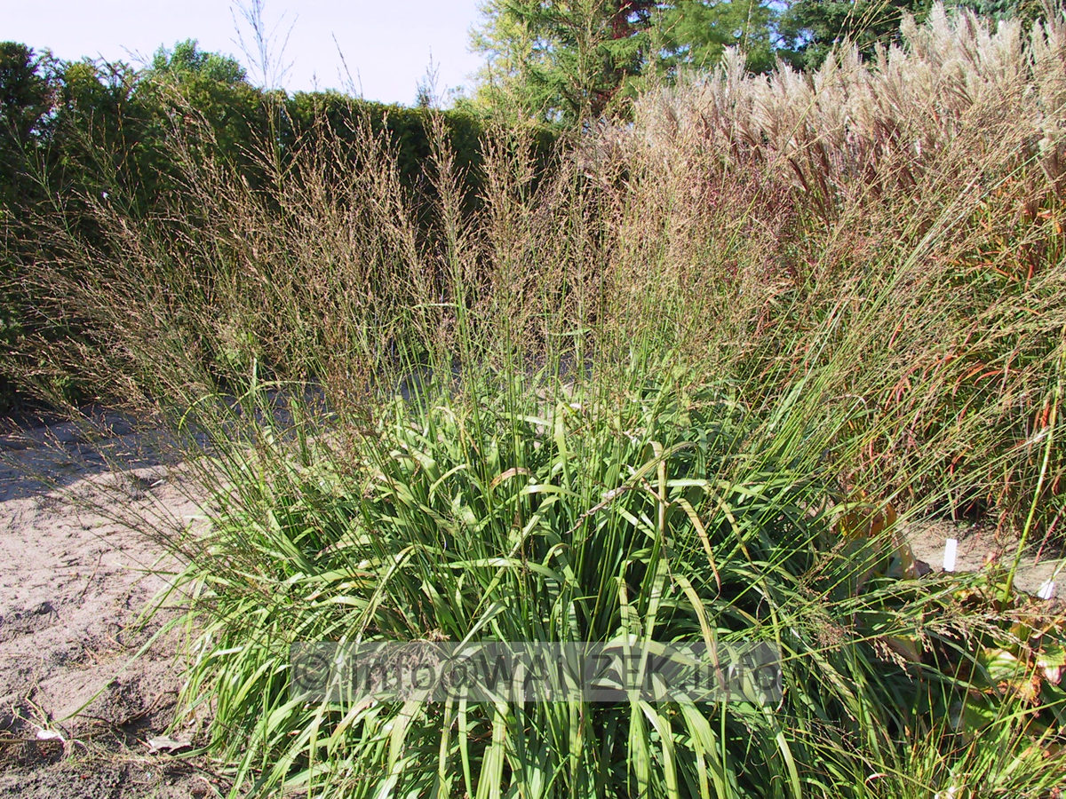 Molinia arundinacaea Sol.JPG